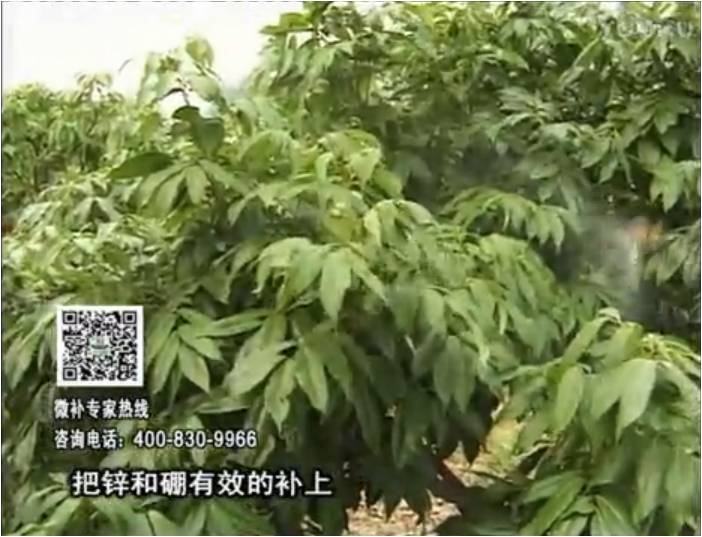 20170213珠江臺搖錢樹：荔枝噴施微補(bǔ)花力+硼力，補(bǔ)充鋅硼健壯來花