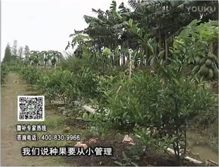 20170213珠江臺(tái)搖錢樹(shù)：柑橘小樹(shù)用微補(bǔ)方案，促根保樹(shù)好
