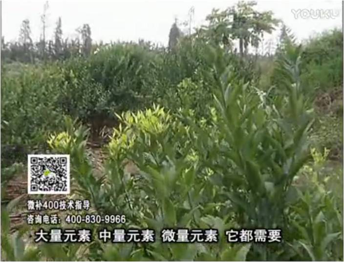 珠江臺(tái)搖錢樹(shù)：柑橘噴施微補(bǔ)花力+硼力，補(bǔ)充鋅硼健壯來(lái)花，利坐果