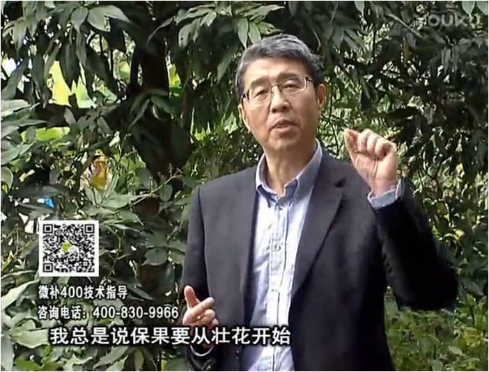 珠江臺搖錢樹：荔枝來花少更要做好壯花，提高坐果，葉噴微補(bǔ)花力+硼力，補(bǔ)鋅