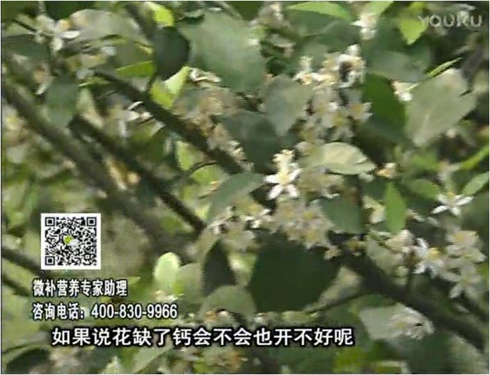 珠江臺(tái)搖錢樹(shù)：柑橘淋微補(bǔ)根力鈣+精力，促根壯春梢，花壯利坐果