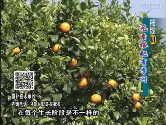 20170306珠江臺(tái)搖錢樹(shù)：柑橘淋沖微補(bǔ)方案，針對(duì)不同需求正確補(bǔ)充元素，平衡營(yíng)養(yǎng)健壯長(zhǎng)