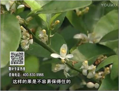 20170313珠江臺(tái)搖錢樹(shù)：柑橘淋沖微補(bǔ)根力鈣+精力，噴微補(bǔ)花力+硼力，來(lái)花健壯，預(yù)防減少弱花畸形花