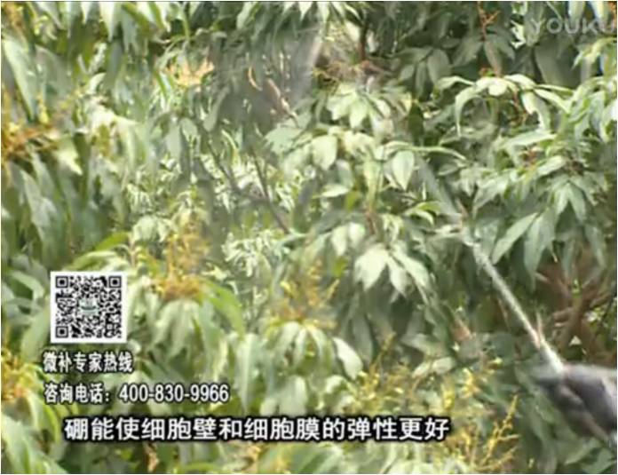 20170313珠江臺搖錢樹：荔枝噴微補(bǔ)果力+硼力，保果好