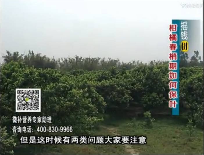 20170327珠江臺(tái)搖錢樹(shù)：柑橘預(yù)防春梢不轉(zhuǎn)綠，撒微補(bǔ)倍力、淋沖力鎂