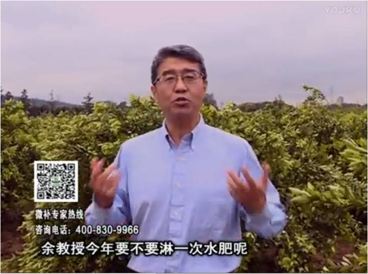 20170424珠江臺(tái)搖錢(qián)樹(shù)：柑橘樹(shù)弱保果難度大，淋沖微補(bǔ)根力鈣+精力+精華粉，保樹(shù)保果好