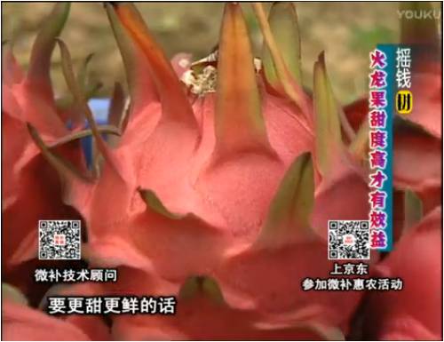 20170417珠江臺搖錢樹：火龍果用微補(bǔ)方案，開花坐果好，提高品質(zhì)