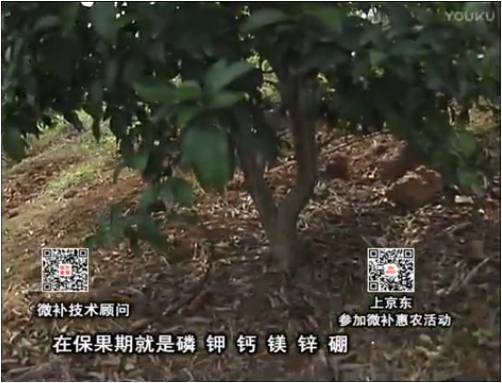 20170417珠江臺(tái)搖錢(qián)樹(shù)：柑橘?lài)娛┪⒀a(bǔ)果力+硼力+精華粉，保果好，果青綠