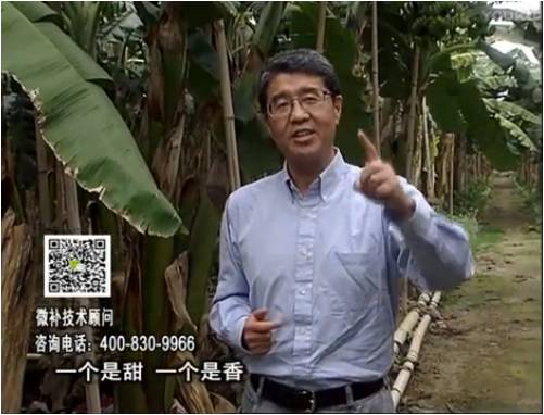 20170327珠江臺搖錢樹：香蕉噴施微補(bǔ)果力+碧力+壯力、撒微補(bǔ)倍力，提高品質(zhì)、同時減肥提產(chǎn)