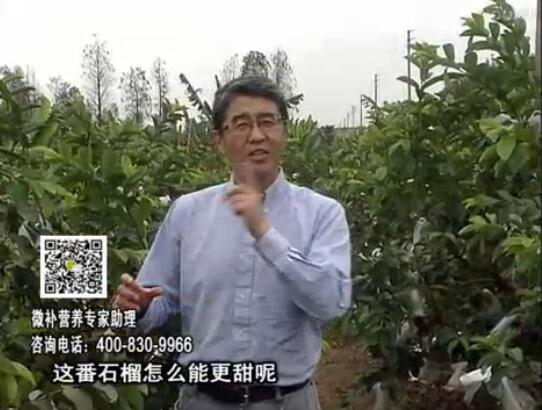 20170327珠江臺搖錢樹：番石榴噴施微補(bǔ)果力+壯力，補(bǔ)充磷鉀鈣鎂等，促進(jìn)果甜品質(zhì)高