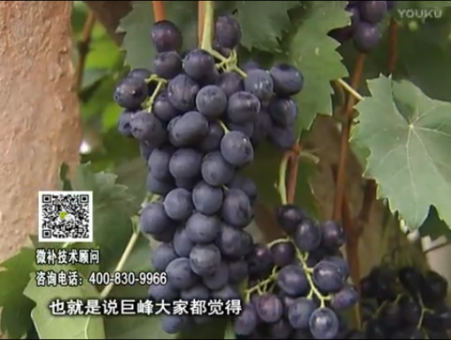 20170501珠江臺(tái)搖錢樹：葡萄用微補(bǔ)方案，品質(zhì)高，賣價(jià)好