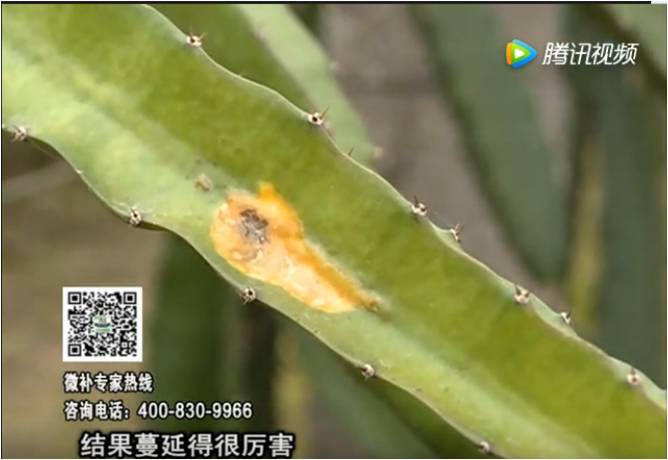 20170522珠江臺搖錢樹：火龍果爛葉病多怎么辦？