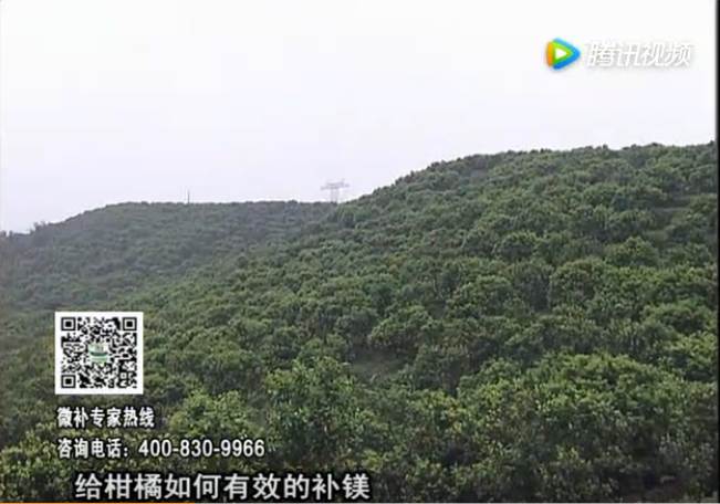 20170522珠江臺(tái)搖錢(qián)樹(shù)：柑橘落果黃葉是缺鎂？