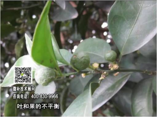 20170501珠江臺(tái)搖錢(qián)樹(shù)：柑橘?lài)娛┪⒀a(bǔ)果力+碧力、淋根力鈣+沖力鎂，穩(wěn)果少落果，促根壯長(zhǎng)勢(shì)
