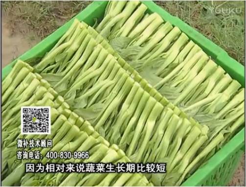 20170306珠江臺搖錢樹：蔬菜澆施微補(bǔ)根力鈣+精力，提高蔬菜長勢，減少病害，提高收益