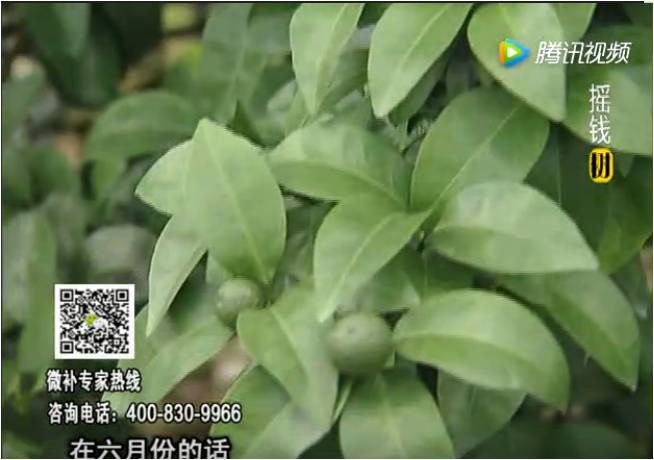 珠江臺(tái)搖錢(qián)樹(shù)：柑橘樹(shù)如何調(diào)酸保葉？