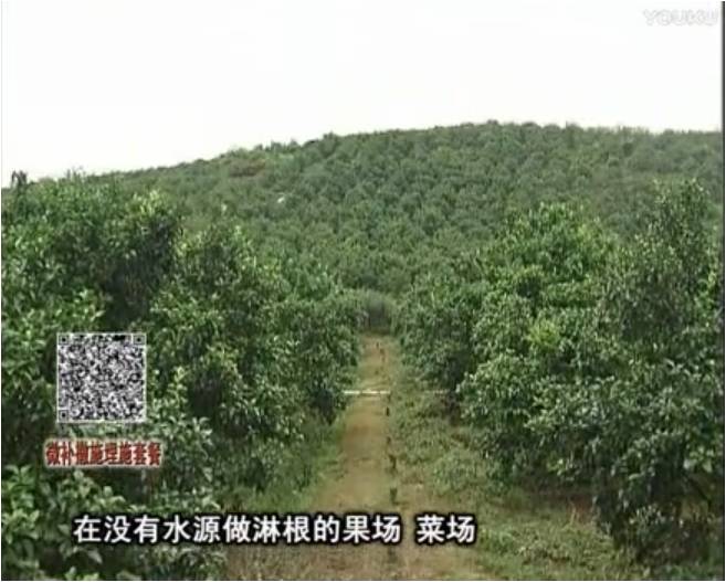 20170703珠江臺(tái)搖錢(qián)樹(shù)：雨水多樹(shù)勢(shì)弱，撒施因迪樂(lè)調(diào)酸促根壯長(zhǎng)勢(shì)