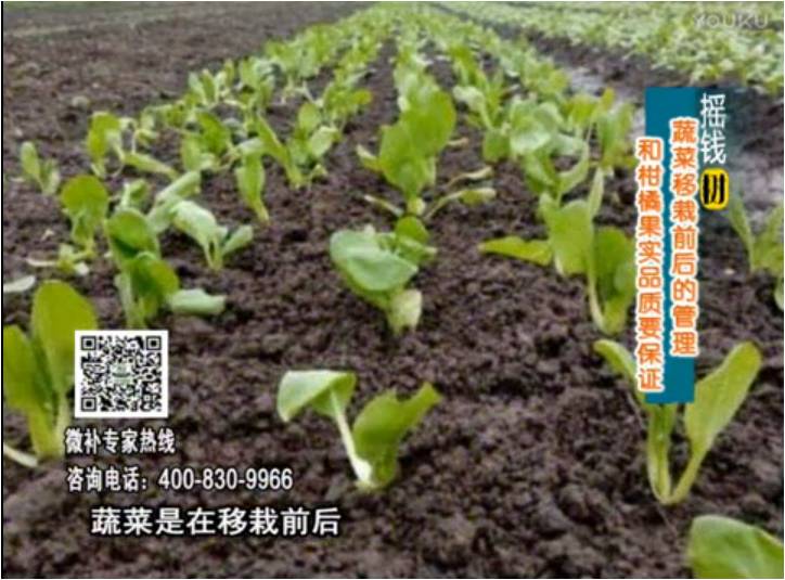 20170814珠江臺(tái)搖錢樹：蔬菜澆施微補(bǔ)，調(diào)酸促根，健壯長勢