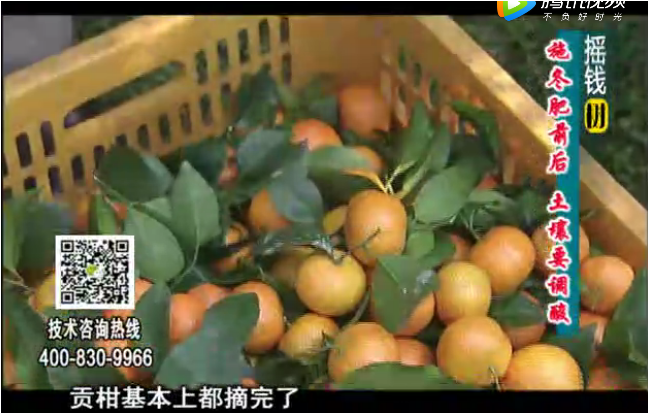 20180101珠江臺(tái)搖錢樹：柑橘土壤酸化怎么辦？