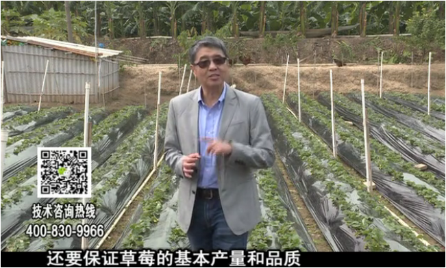 20180108珠江臺(tái)搖錢樹：草莓苗弱膨果增甜如何做？